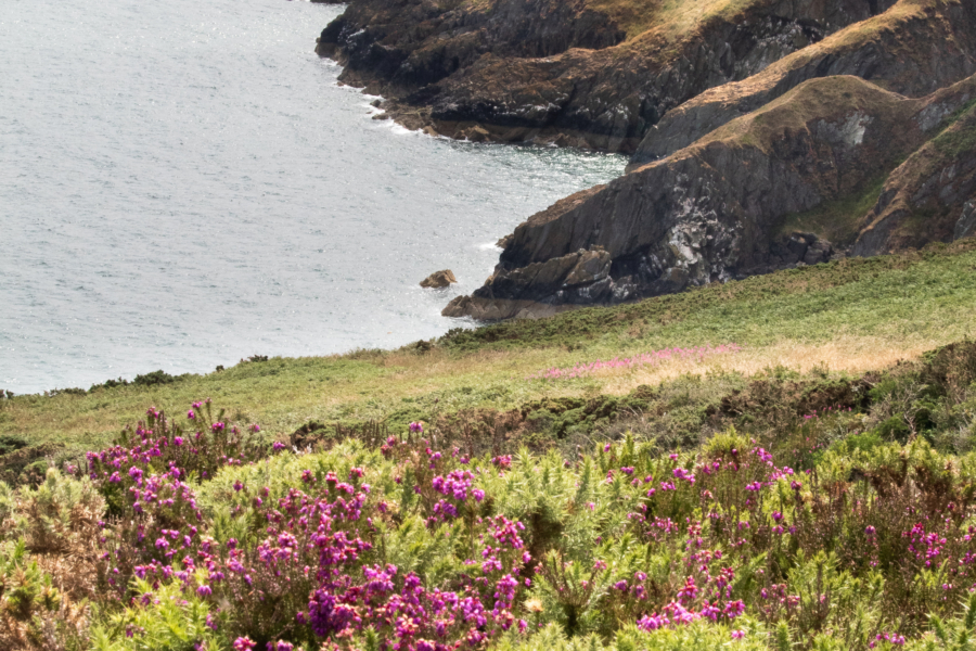 Howth looped paths pfpg
